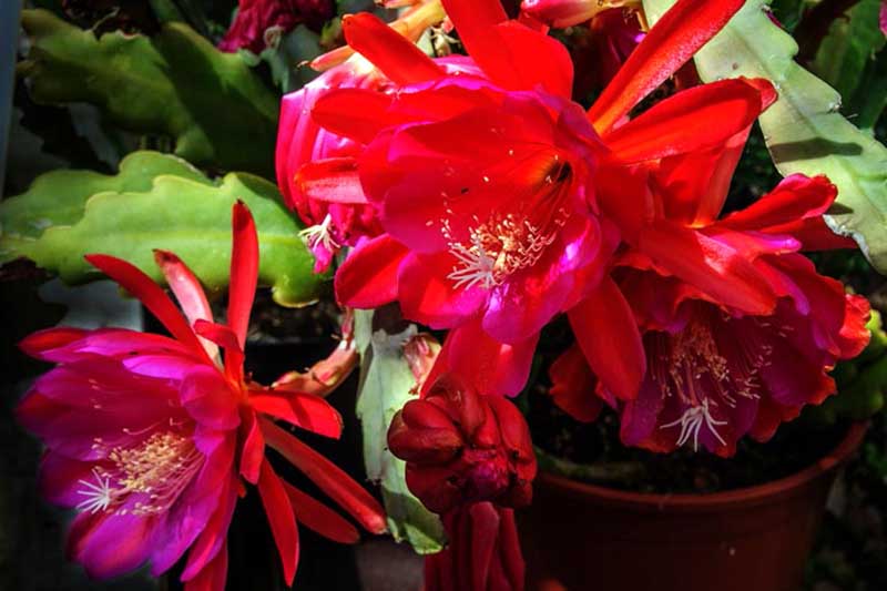 تصویر افقی نزدیک از گل‌های قرمز روشن Disocactus ackermannii در حال رشد در گلدان.