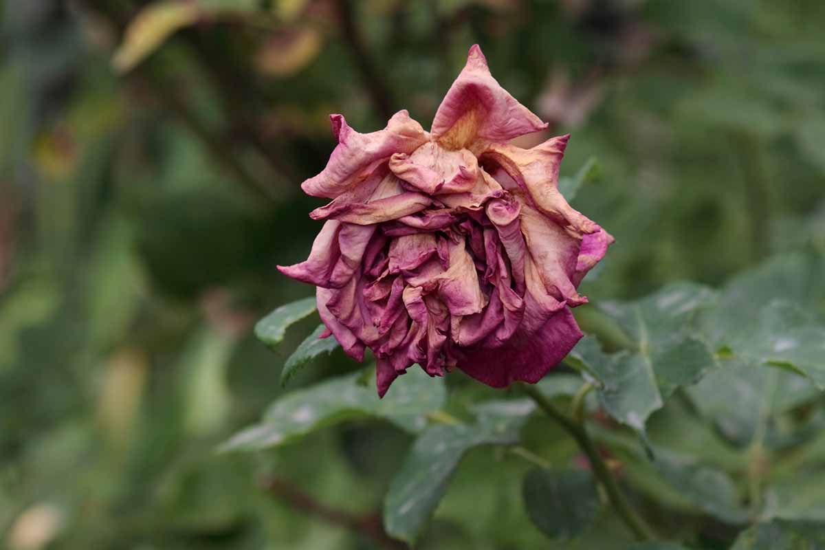 تصویر افقی نزدیک از یک گل رز صورتی که در اثر گرمای بیش از حد خشک و چروکیده شده است، روی پس‌زمینه فوکوس ملایم تصویر شده است.