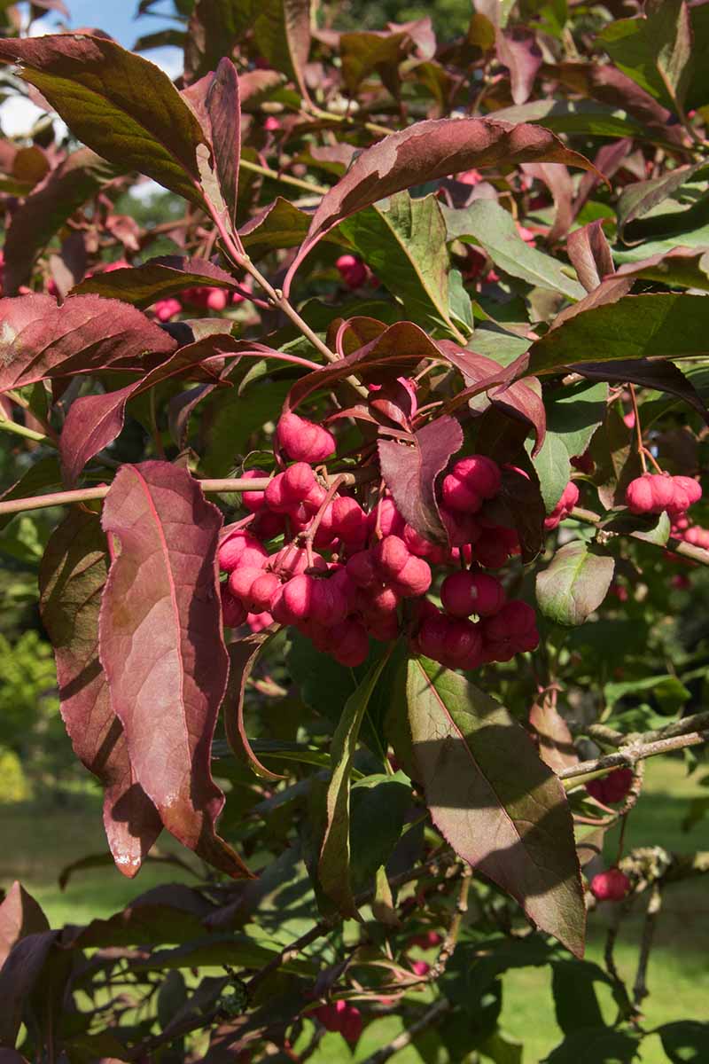 تصویری عمودی از یک درختچه شرقی واهو Euonymus در حال رشد در باغ.