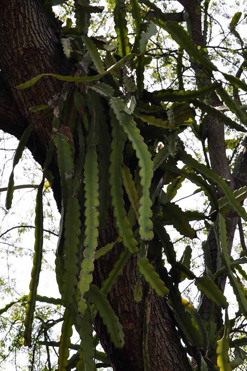 تصویر عمودی نزدیک از یک کاکتوس ارکیده بزرگ (اپی فیلوم) در حال رشد در درخت.