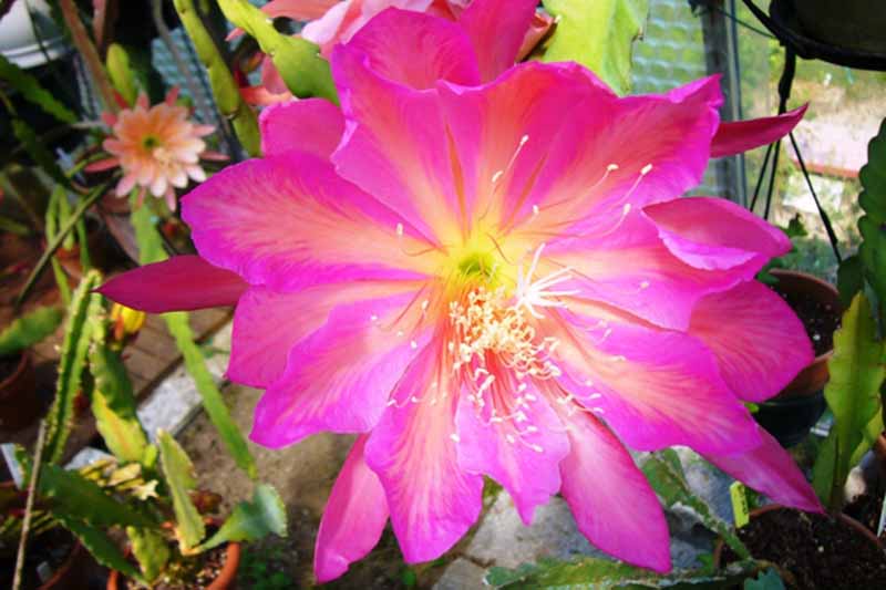 تصویر افقی نزدیک از گل صورتی اپی فیلوم «پگاسوس» در حال رشد در داخل خانه.