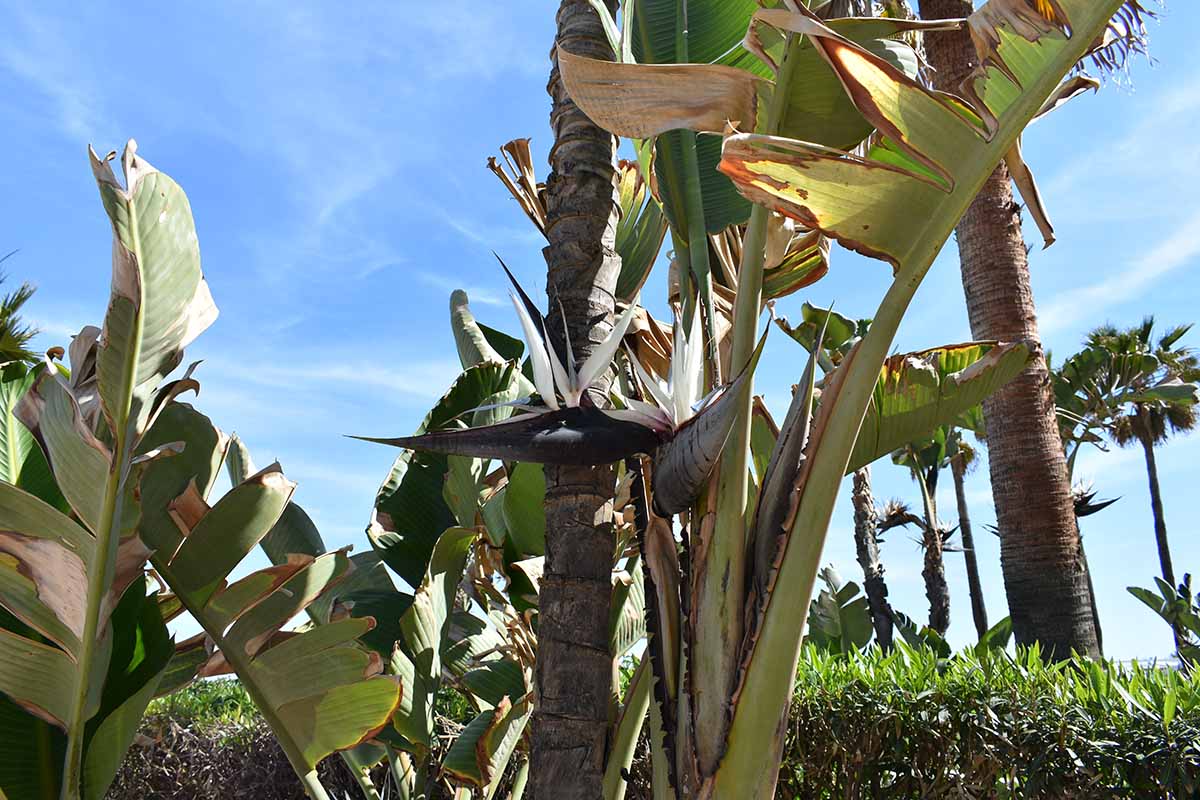 تصویری افقی از گیاه Strelizia nicolai در حال رشد در باغ که در پس زمینه آسمان آبی تصویر شده است.