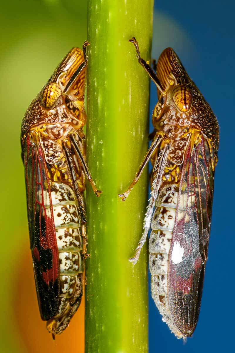 تصویر عمودی نزدیک از دو حشره تیرانداز با بال شیشه ای که به شدت در دو طرف ساقه گیاه نشسته اند.