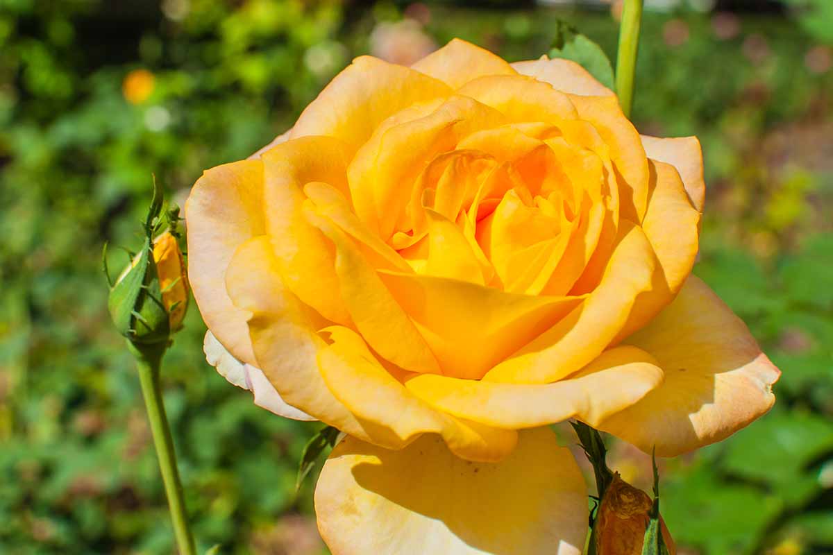 یک تصویر افقی نزدیک از یک گل رز "Gold Meda" که در آفتاب روشن در پس‌زمینه فوکوس ملایم تصویر شده است.