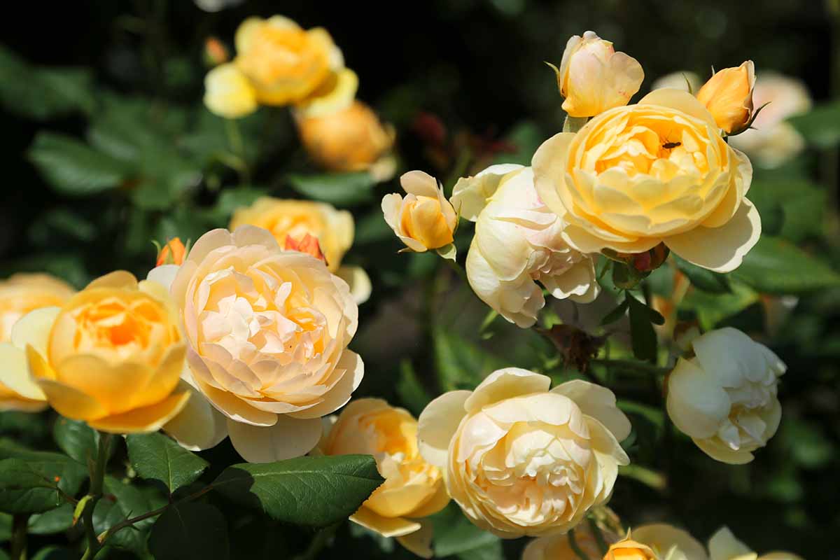 تصویر افقی نزدیک از گل‌های رزا «گراهام توماس» که در باغی آفتاب‌گیر در حال رشد هستند، روی پس‌زمینه‌ای با فوکوس نرم.