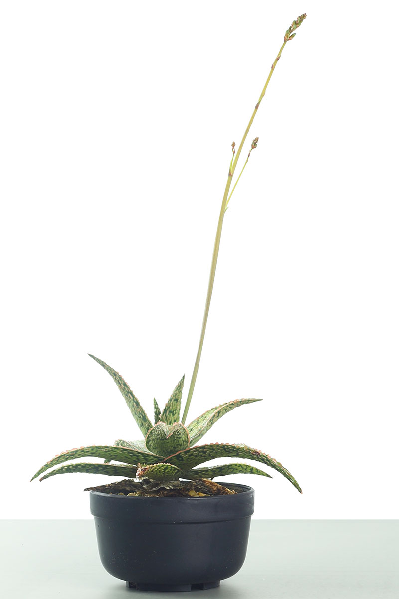تصویری عمودی از یک گیاه آپارتمانی هاورتیا که در گلدانی کوچک با ساقه گل بلند جدا شده روی پس‌زمینه سفید رشد می‌کند.
