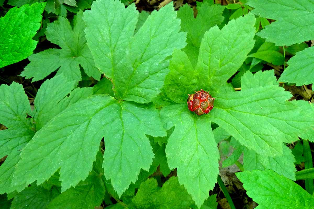 تصویر افقی نزدیک از یک گیاه مهر طلایی (Hydrastis canadensis) با میوه قرمز روشن.