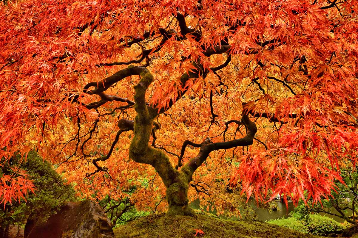 تصویر افقی نزدیک از شاخ و برگ های پاییزی چشمگیر یک درخت افرا ژاپنی که در یک باغ رسمی رشد می کند.