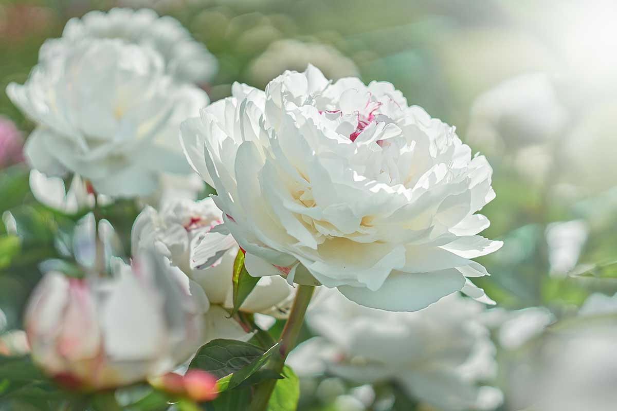 تصویر افقی نزدیک از گل‌های گل صد تومانی سفید که در باغ رشد می‌کنند، روی یک پس‌زمینه فوکوس نرم.