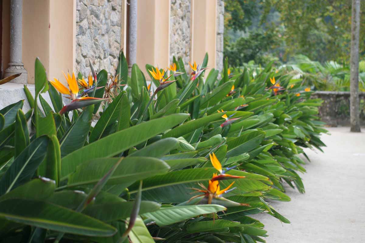 تصویری افقی از کاشت بزرگ گیاهان پرنده بهشتی (Strelitzia reginae) در خارج از یک اقامتگاه سنگی.