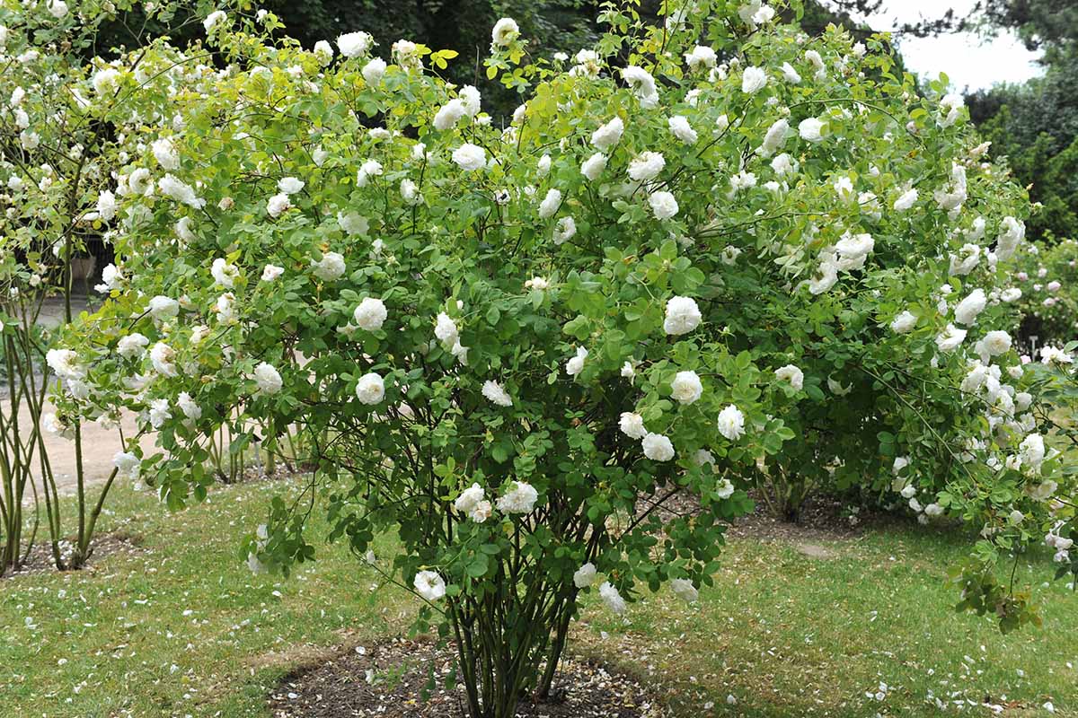 تصویری افقی از یک درختچه گل رز بزرگ «Madame Legras de St. Germain» در حال رشد در باغ.