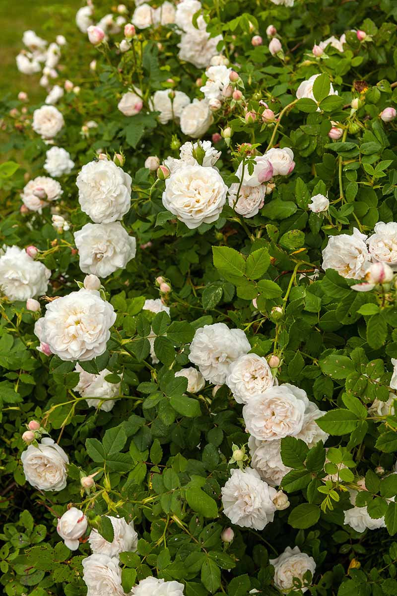 تصویری عمودی از درختچه Rosa 'Madame Plantier' که در حیاط خلوت با گل‌های سفید کرمی رشد می‌کند.