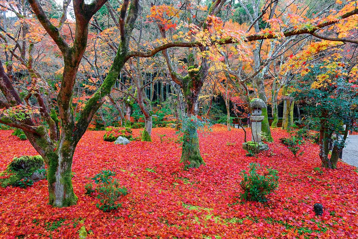 تصویری افقی از مناظر پاییزی جنگلی از درختان رنگارنگ رنگارنگ با فانوس سنگی روی فرش قرمزی از برگ‌های افتاده.