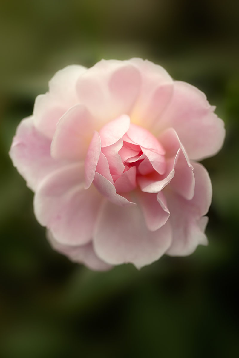 تصویری عمودی از یک گل صورتی که روی پس‌زمینه‌ای با فوکوس ملایم تصویر شده است.