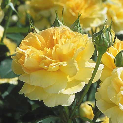 تصویر مربع نزدیک از گل‌های "Molineux" که در آفتاب روشن روی پس‌زمینه فوکوس ملایم تصویر شده‌اند.