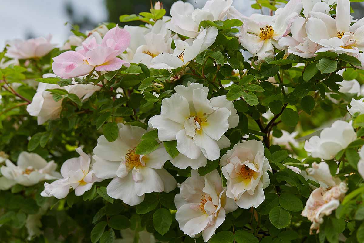 تصویری افقی از یک درختچه Rosa 'Nevada' با شکوفه های صورتی روشن و سفید که در حیاط خلوت رشد می کند.