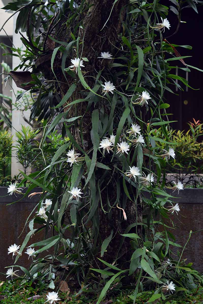تصویر عمودی نزدیک از یک کاکتوس ارکیده بزرگ (Epiphyllum oxypetalum) که در گلدانی در فضای باز رشد می کند.