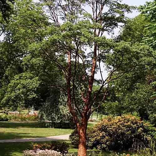 تصویر مربعی از درخت افرا پوست کاغذی که در یک باغ رسمی رشد می کند.