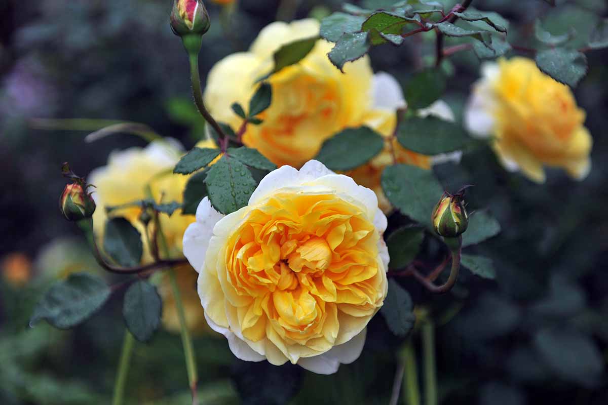 تصویر افقی نزدیک از گل‌های «همسر شاعر» که در باغ رشد می‌کنند، روی پس‌زمینه‌ای با فوکوس نرم.