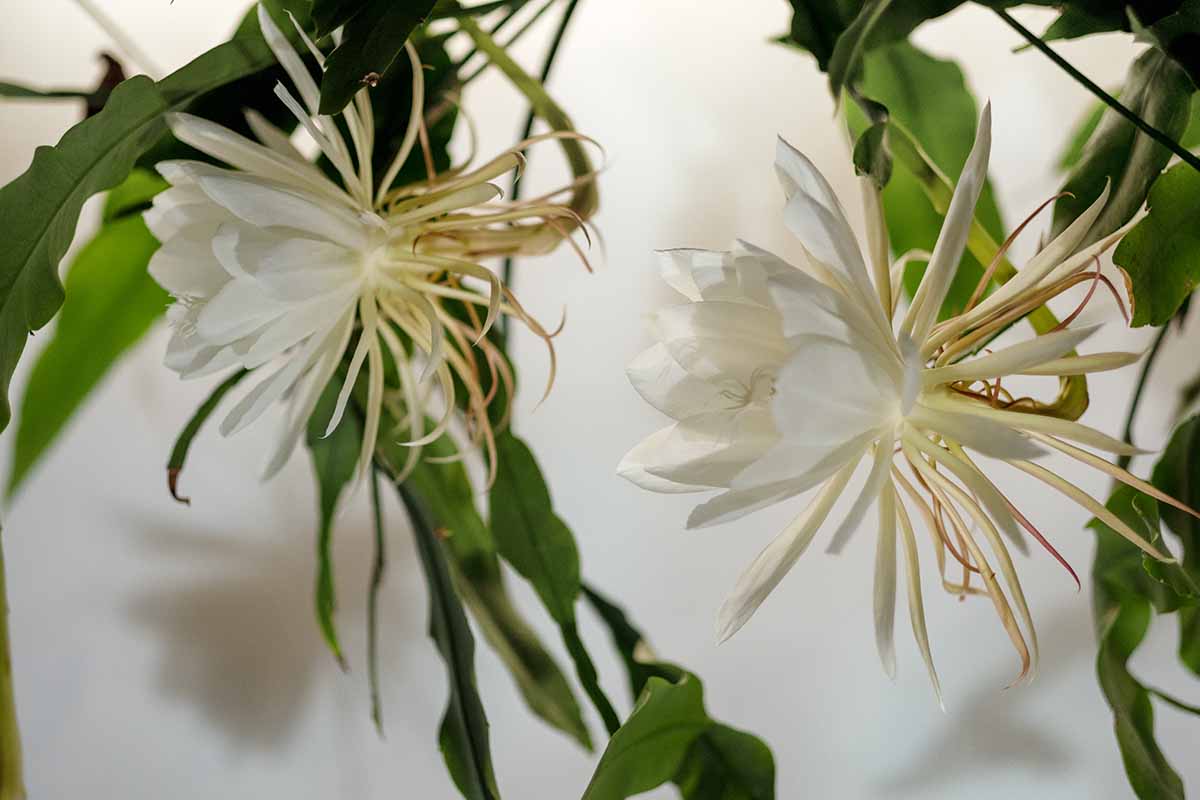 تصویر افقی نزدیک از گل‌های سفید ملکه شب (Epiphyllum oxypetalum) که در داخل خانه رشد می‌کنند.
