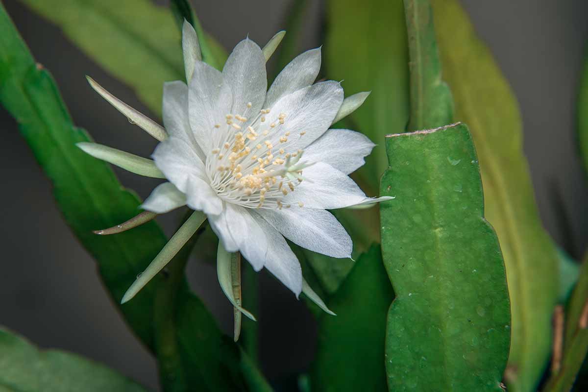 تصویر افقی نزدیک از گل سفید ملکه گیاه شب.