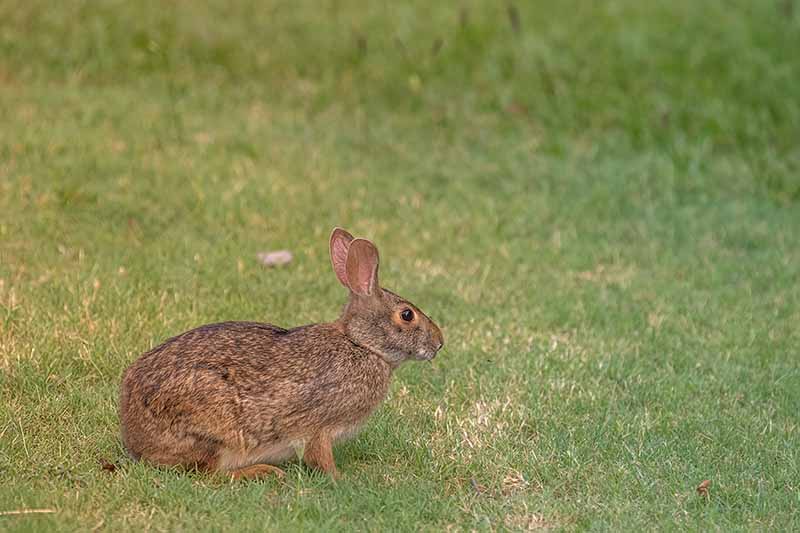 تصویر افقی نزدیک از یک خرگوش دم نخی کوچک روی یک چمن.