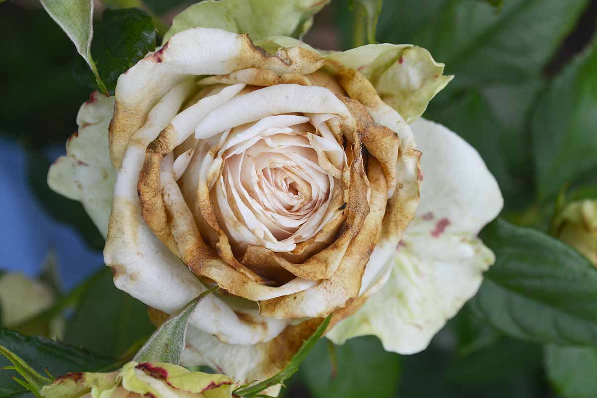 تصویر افقی نزدیک از یک گل رز که از بیماری رنج می‌برد، روی پس‌زمینه فوکوس نرم.