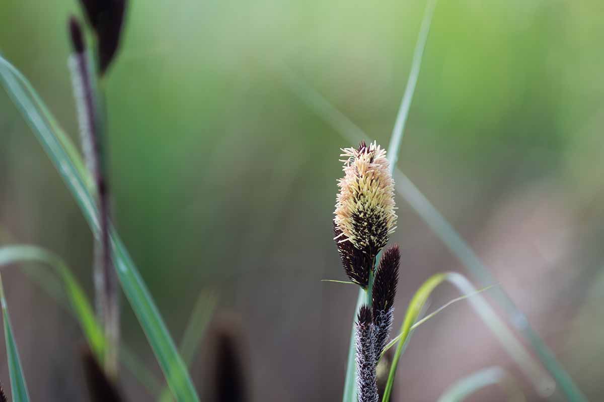 تصویر افقی نزدیک از سر بذر گونه‌های Carex (جنگ) که روی پس‌زمینه فوکوس ملایم تصویر شده است.
