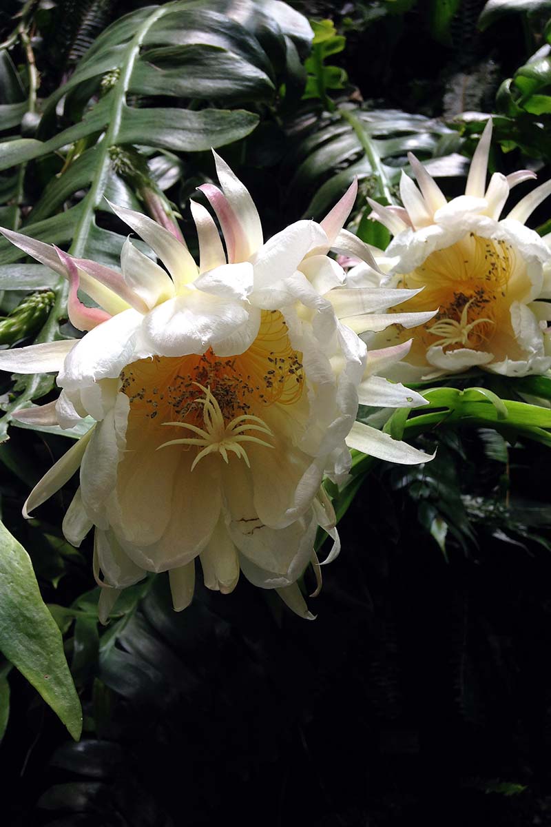 تصویر عمودی نزدیک از گل‌های سرخس دندان کوسه که در پس‌زمینه‌ای با فوکوس ملایم تصویر شده است.