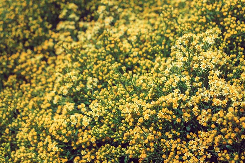 تصویر افقی نزدیک از گل‌های زرد ریز Solidago x Luteus 'Lenmore' در حال رشد در باغ.