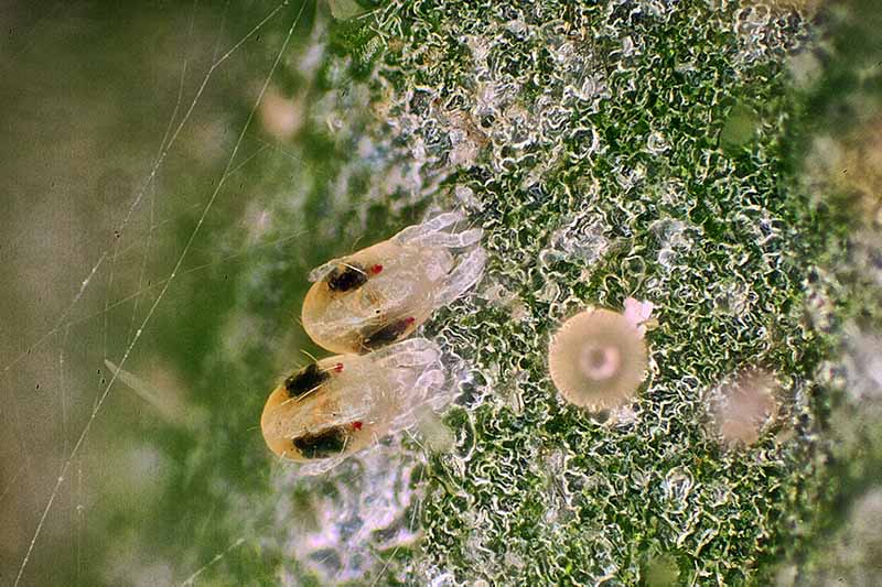 تصویری بسیار بزرگ‌نمایی شده از کنه‌های عنکبوتی کوچک که از یک برگ تغذیه می‌کنند.
