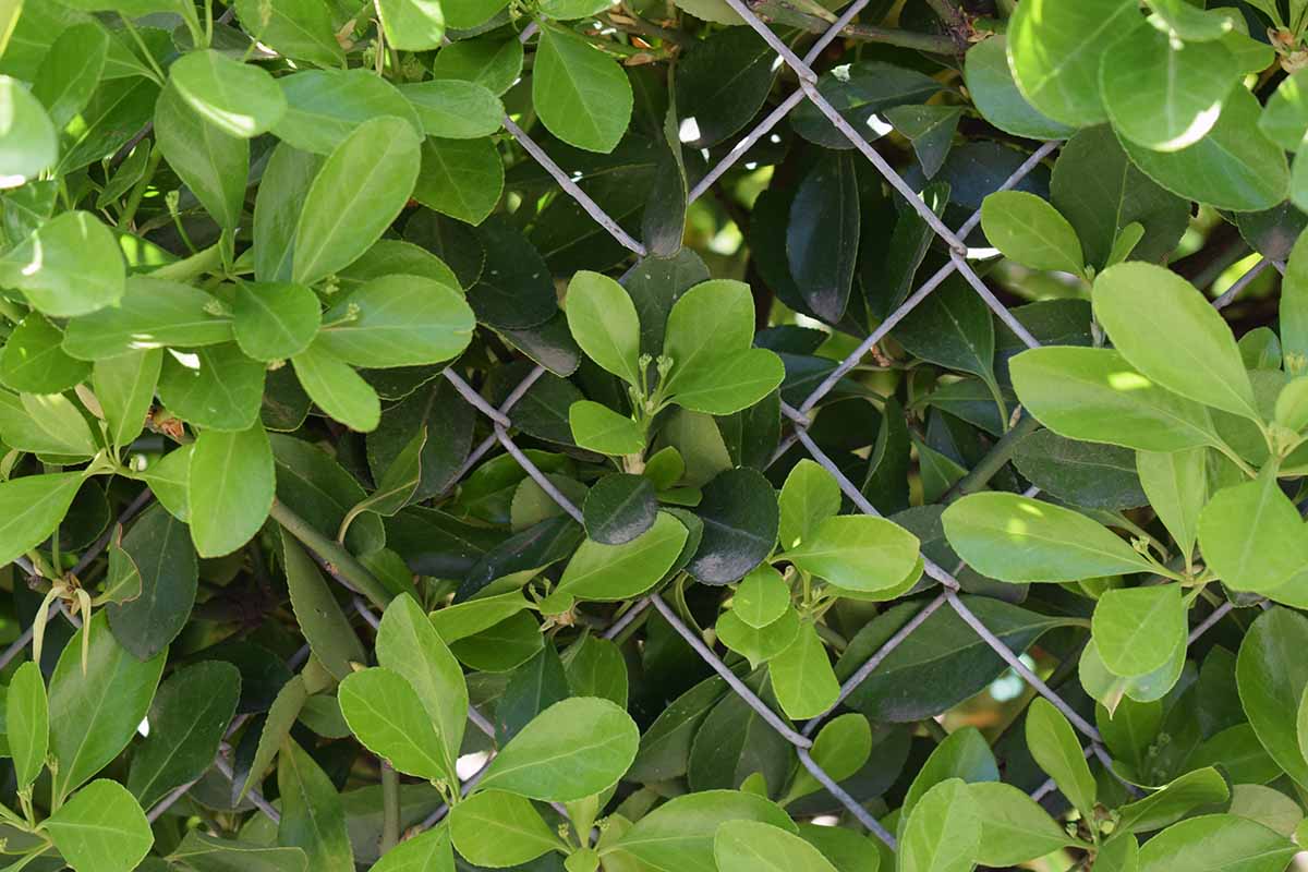 تصویر افقی نزدیک از Euonymus kiautschovicus در حال رشد روی حصار زنجیره ای.