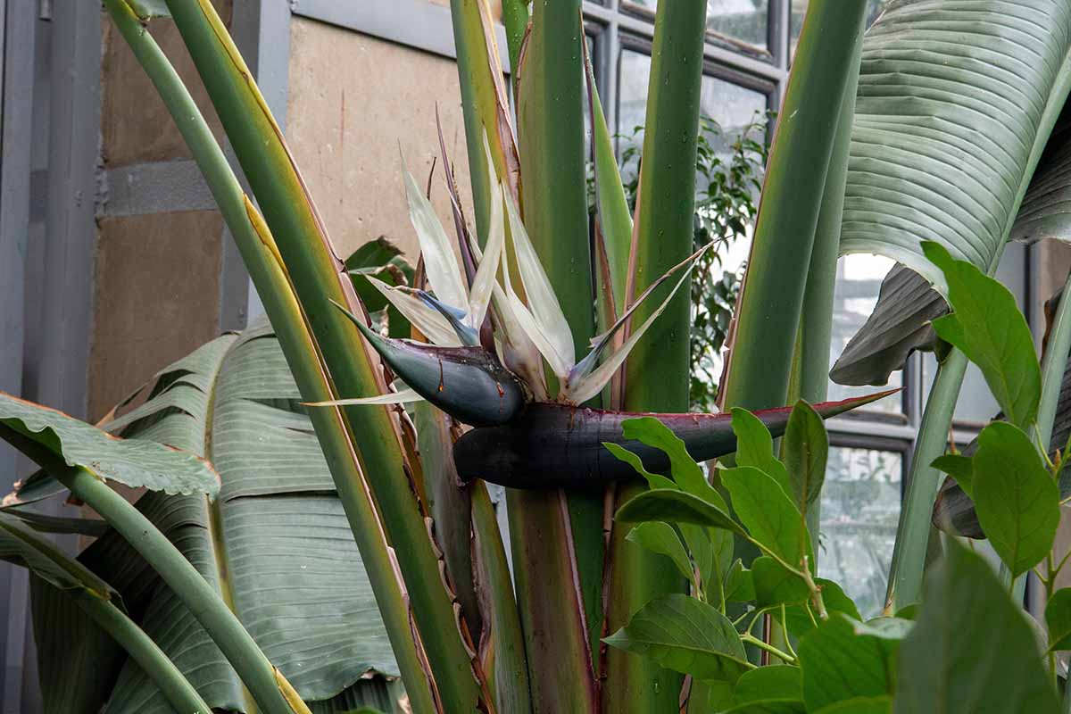 تصویر افقی نزدیک از پرنده غول پیکر بهشتی (Strelitzia nicolai) در حال رشد در خارج از یک اقامتگاه.