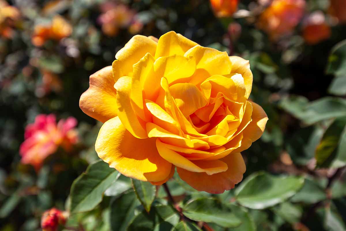 تصویر افقی نزدیک از گل Rosa 'Strike It Rich' که در زیر نور آفتاب روشن روی پس‌زمینه‌ای با فوکوس ملایم تصویر شده است.
