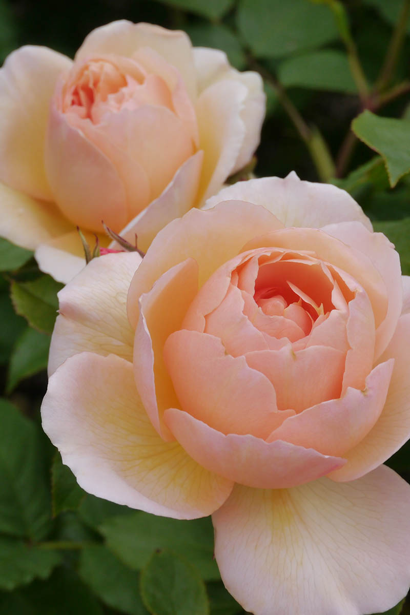 تصویر عمودی نزدیک از دو گل رز هلو که در حیاط خلوت در حیاط خلوت با فوکوس نرم رشد می کنند.