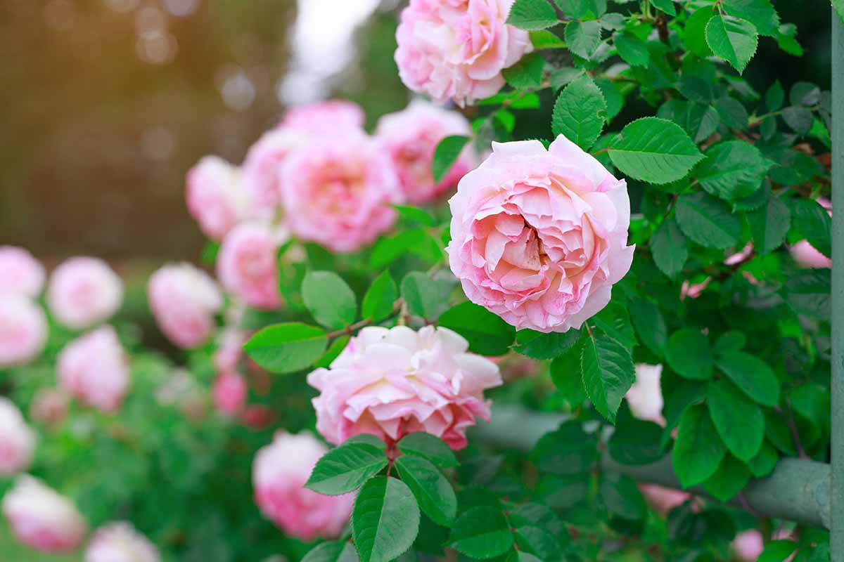 7 دلیل رایج که چرا گل رز برگ های خود را می ریزد