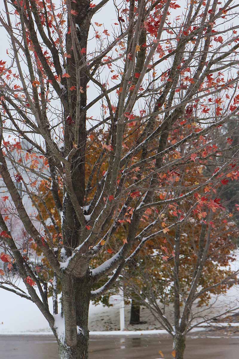 تصویر عمودی نزدیک از درخت افرا «شعله پاییزی» در فصل زمستان با یخبندان روی شاخه‌ها.