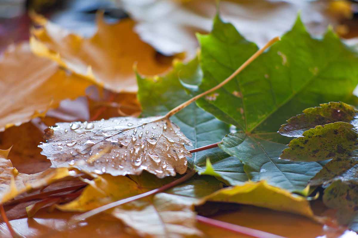 تصویر افقی نزدیک از برگ های پاییزی که روی زمین افتاده اند و در قطرات آب افتاده اند.
