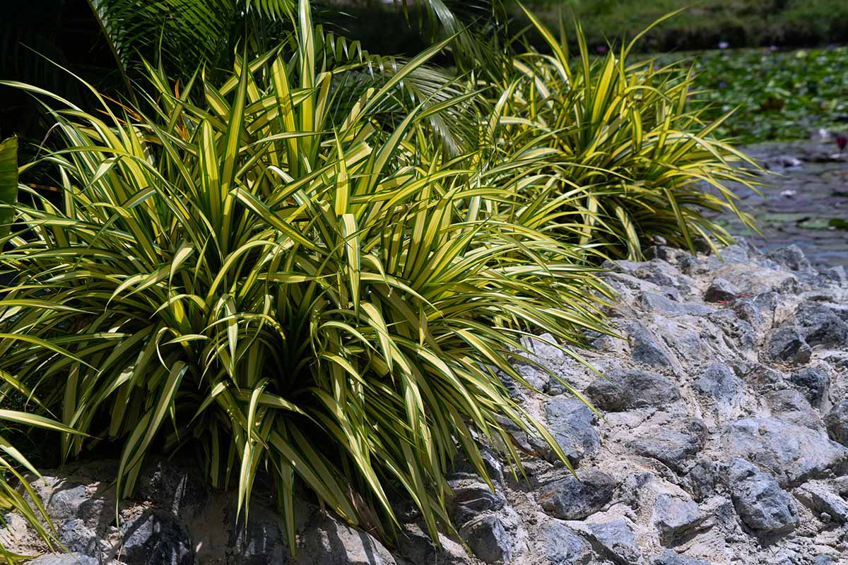 تصویری افقی از گیاهان خاردار Carex morrowii 'Ice Dance' در حال رشد در باغ در کنار مسیری سنگی.