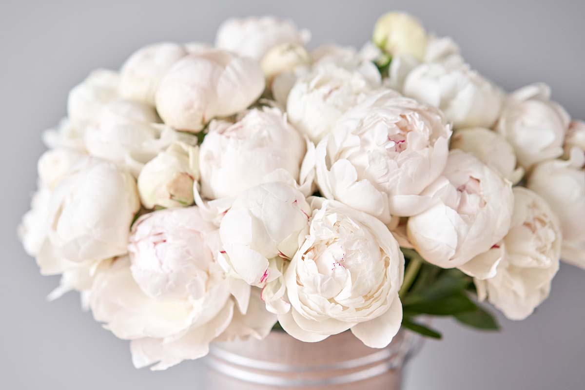 13 مورد از بهترین گونه های گل صد تومانی سفید برای رشد در خانه