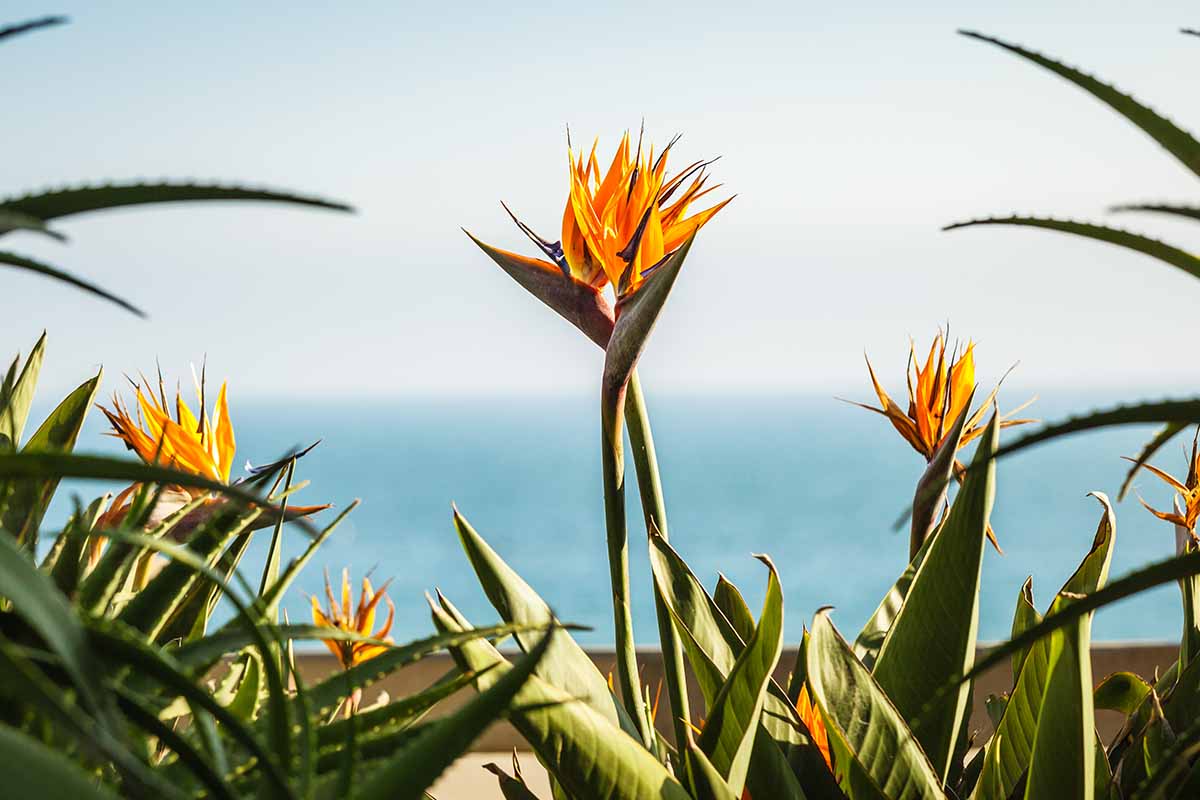 تصویر افقی نزدیک از گیاهان پرنده بهشتی در حال رشد در گلدان روی بالکن با دریا در پس‌زمینه.