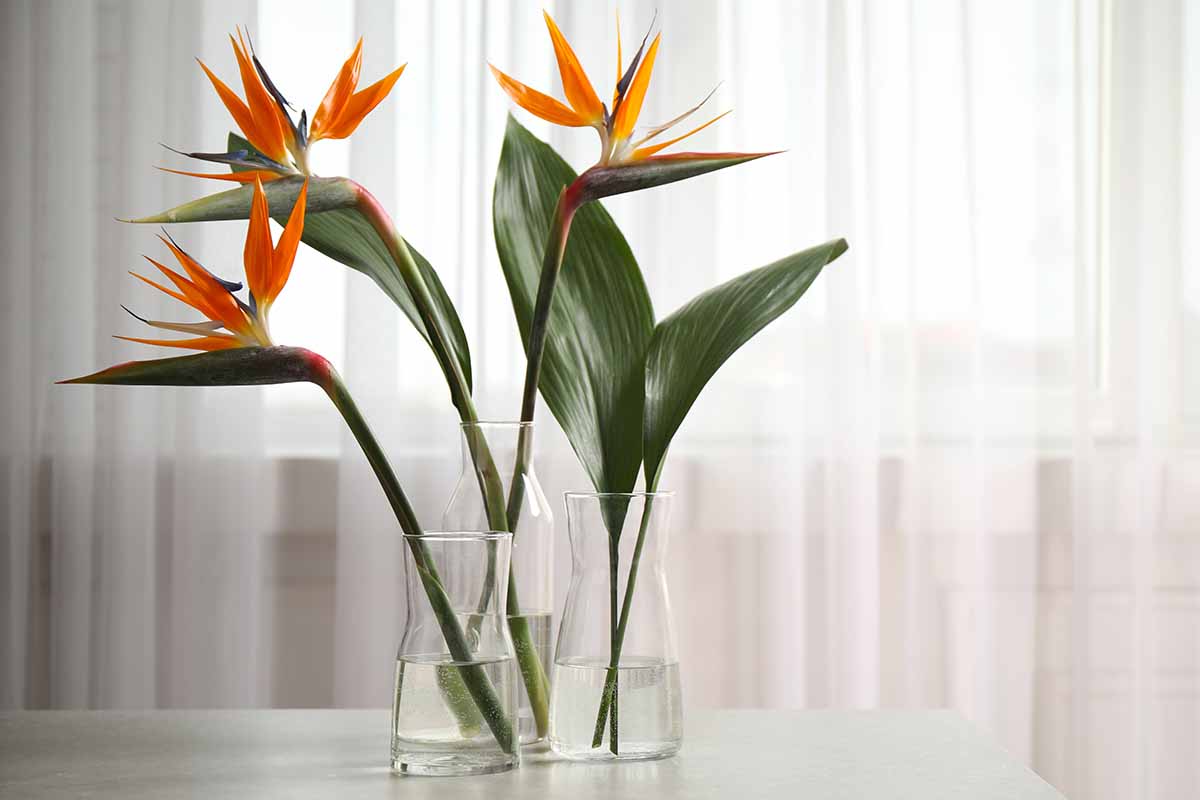 تصویر افقی نزدیک از ساقه‌های گل پرنده بهشتی در گلدان‌های شیشه‌ای که نزدیک طاقچه قرار گرفته‌اند.