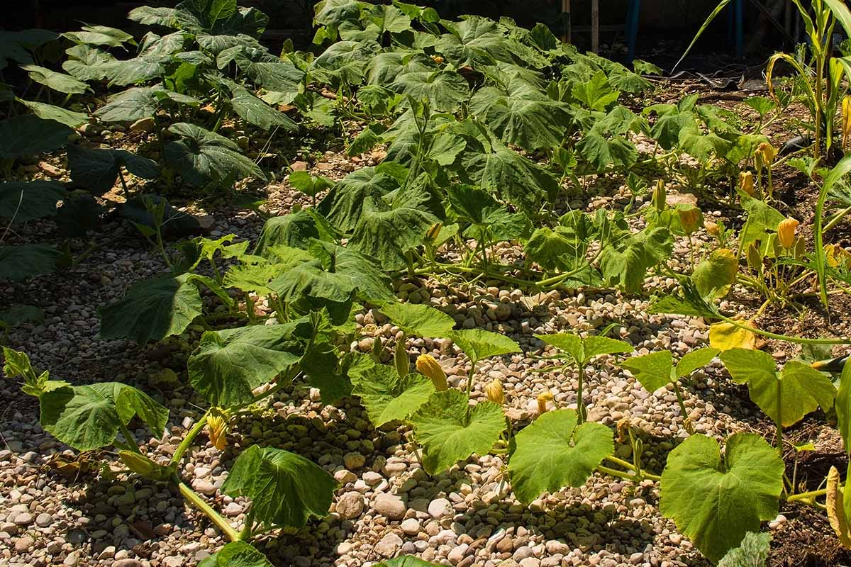 تصویری افقی از انگورهای کدو حلوایی در حال رشد در باغ.