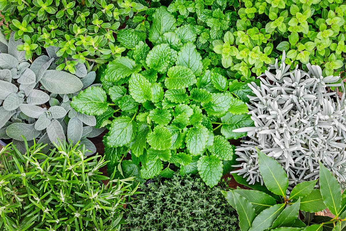 23 گیاه مقاوم به سرما که در زمستان زنده می مانند