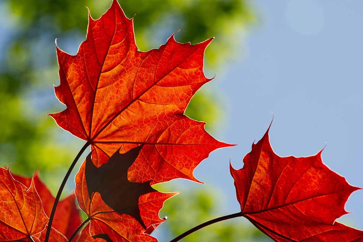 تصویر افقی نزدیک از رنگ قرمز پاییزی درخت افرا که بر روی پس‌زمینه فوکوس ملایم تصویر شده است.