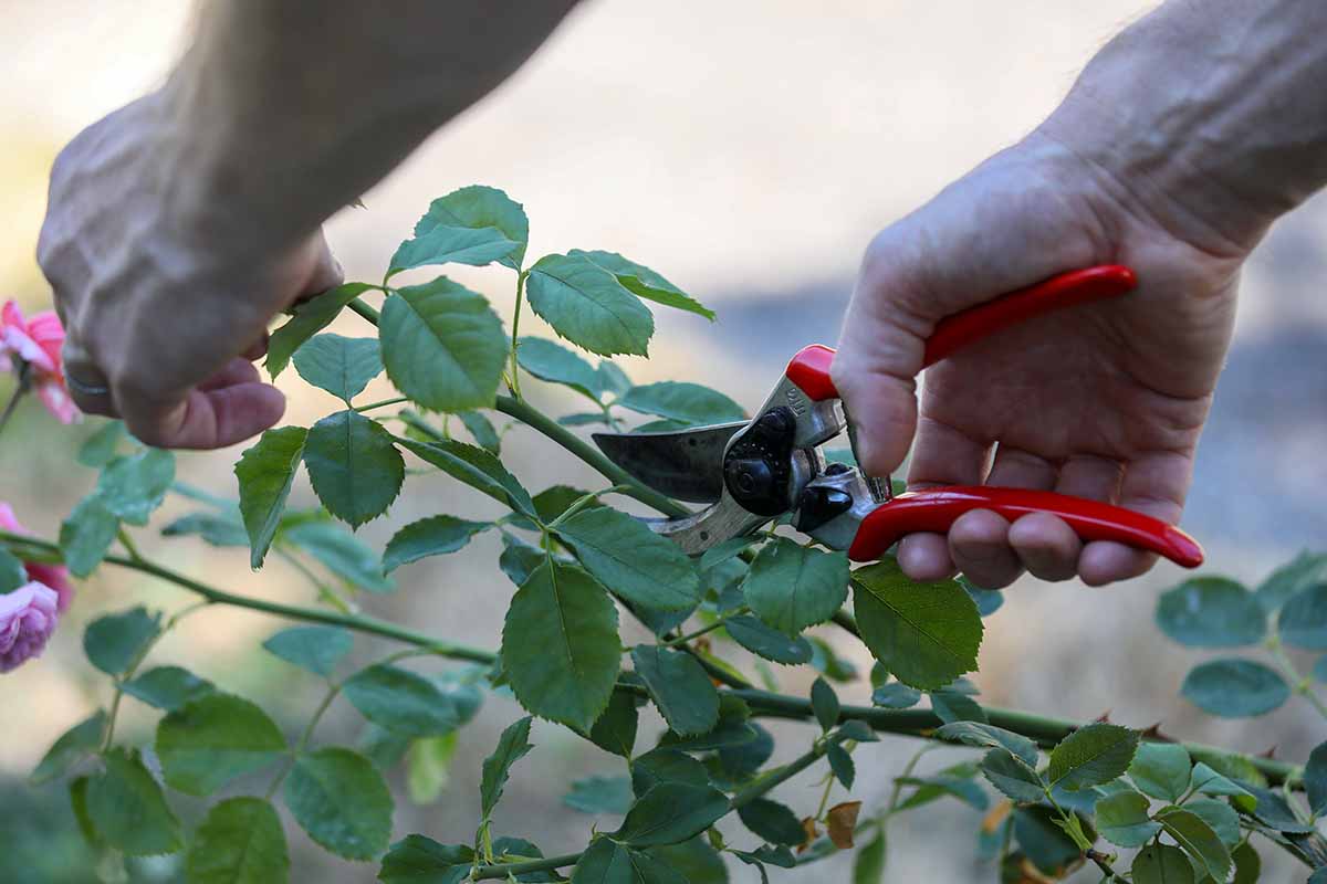 تصویر افقی نزدیک از باغبانی که در حال گرفتن قلمه‌های ساقه از درختچه گل رز است که روی پس‌زمینه‌ای با فوکوس ملایم تصویر شده است.