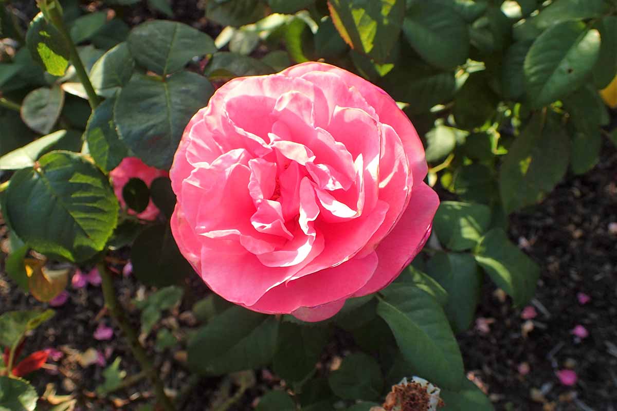 تصویر افقی نزدیک از یک گل رز «فراموش نکن» که در باغ در حال رشد است که روی پس‌زمینه‌ای با فوکوس ملایم تصویر شده است.