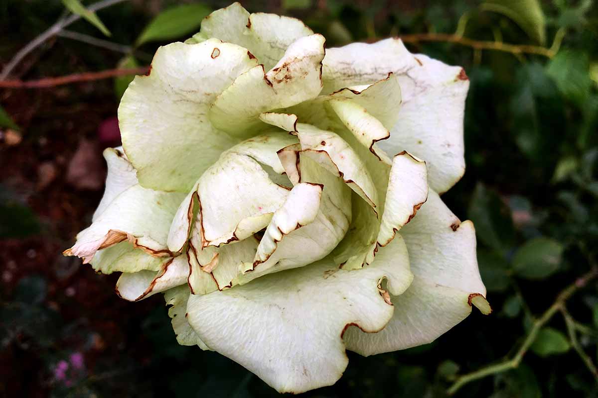 تصویر افقی نزدیک از یک گل رز که به شکلی تغییر شکل یافته با لبه‌های گلبرگ قهوه‌ای‌شده رشد می‌کند، روی یک پس‌زمینه فوکوس ملایم تصویر شده است.