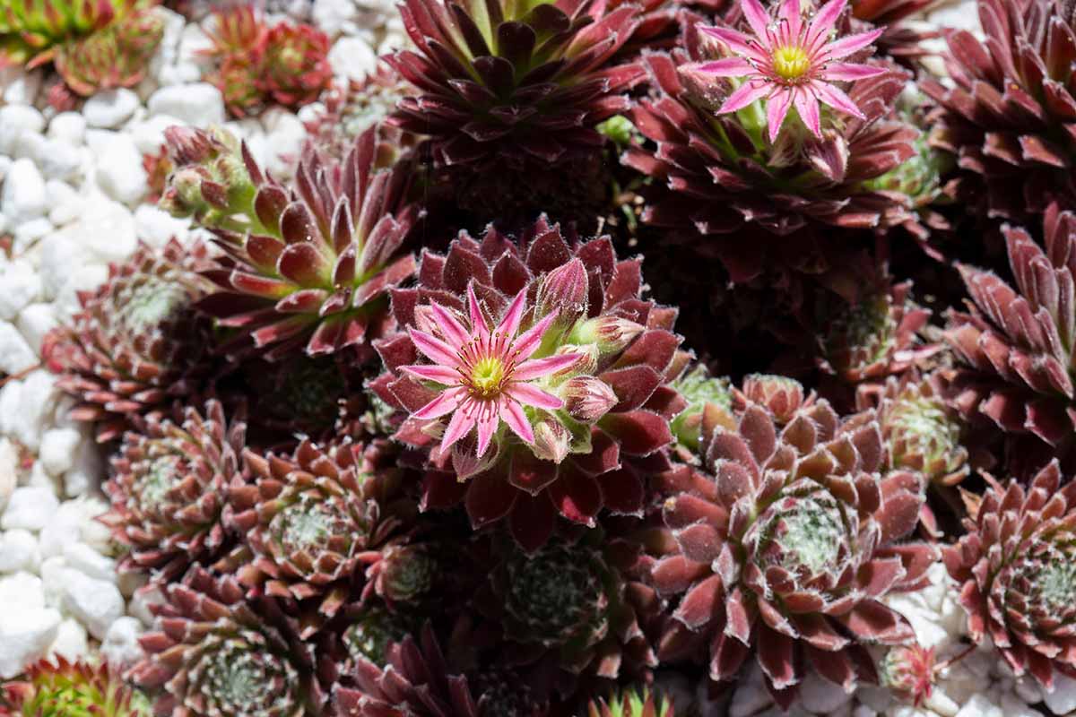 آیا گیاهان مرغ و جوجه (Sempervivum) شکوفا می شوند؟