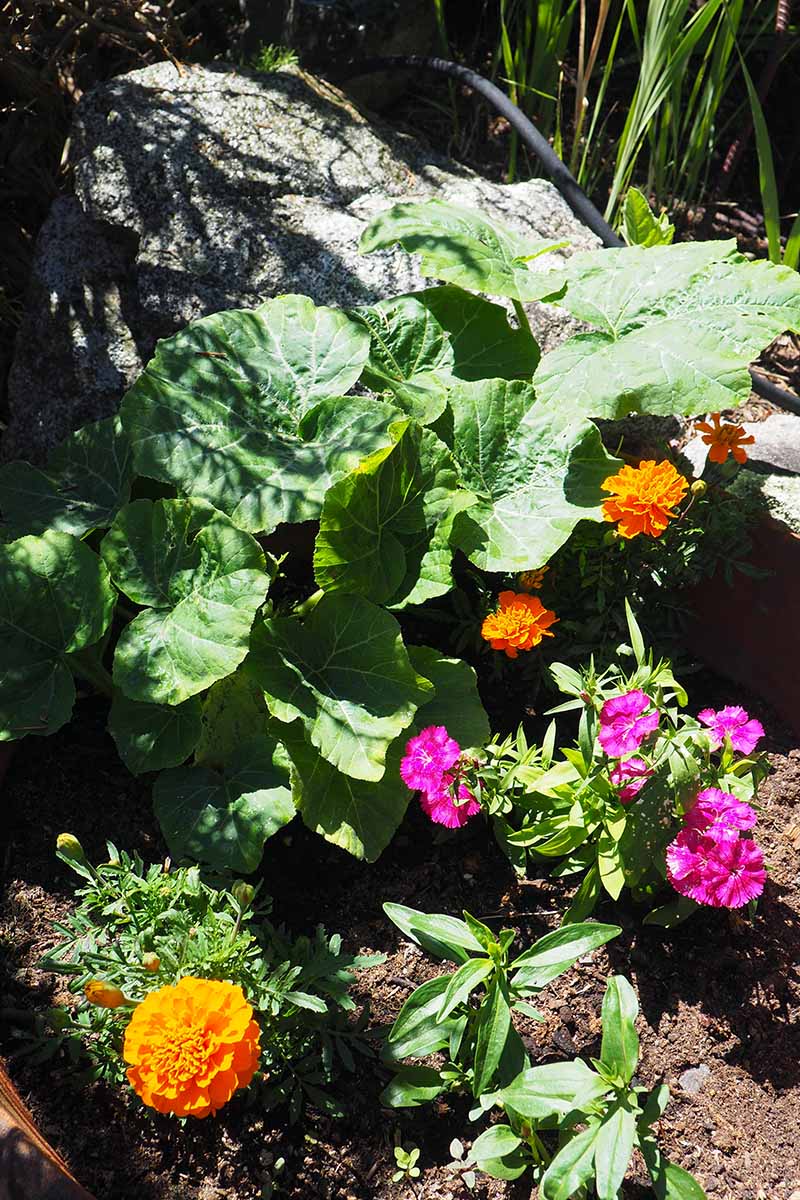 تصویری عمودی از کاشت ترکیبی گلهای یکساله و کدو در یک باغ آفتابی.